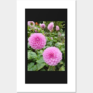 Two Pink Dahlias Posters and Art